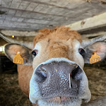 Photo n° 1 de l'avis de Fanny.o fait le 12/05/2024 à 05:22 pour Ferme des Près Lauzés à Autrans