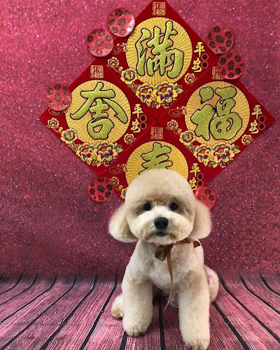 Comentarii opinii despre Pawpy Kisses Pet Shop & Pet Grooming Services