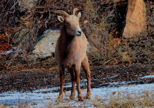 Campground «Estes Park KOA», reviews and photos