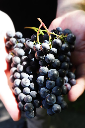 Winery «Chankaska Creek Ranch & Winery», reviews and photos, 1179 E Pearl St, Kasota, MN 56050, USA