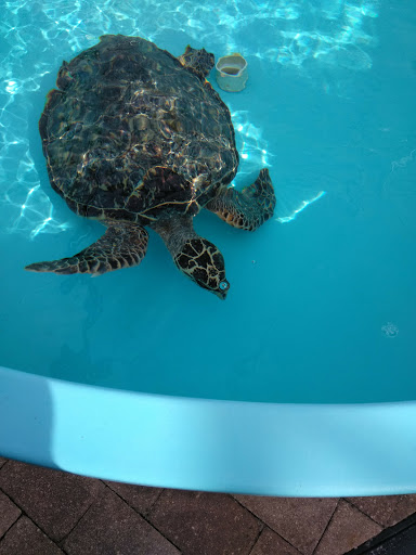 Animal Hospital «Loggerhead Marinelife Center», reviews and photos, 14200 U.S. Hwy 1, Juno Beach, FL 33408, USA