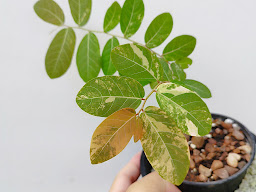 SIAM AROID PLANT
