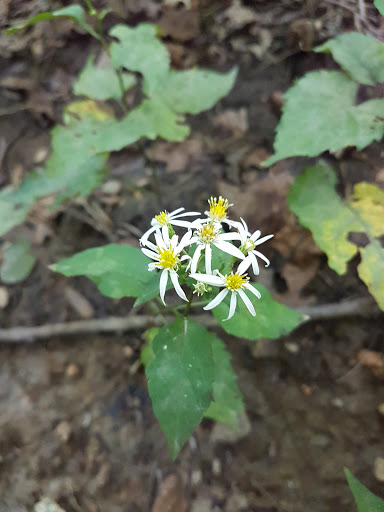 Park «Bechtel Park», reviews and photos, Naamans Rd, Claymont, DE 19703, USA