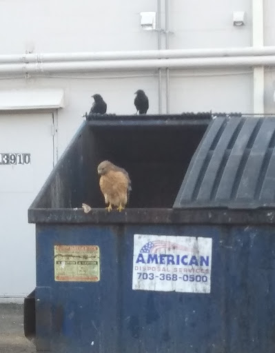 Fast Food Restaurant «Chick-fil-A», reviews and photos, 4412 Chantilly Pl, Chantilly, VA 20151, USA