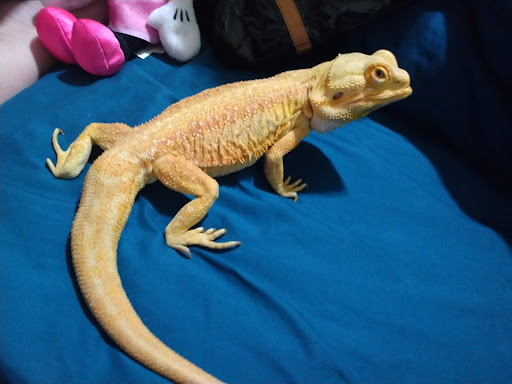 Pet Supply Store «Pet Den», reviews and photos, 1209 Nederland Ave, Nederland, TX 77627, USA