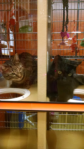 Pet Supply Store «PetSmart», reviews and photos, 9905 E Independence Blvd, Matthews, NC 28105, USA