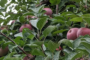 Beemerville Orchard image