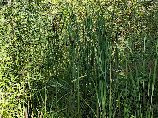 Park «West Hylebos Wetlands Park», reviews and photos, 411 S 348th St, Federal Way, WA 98003, USA