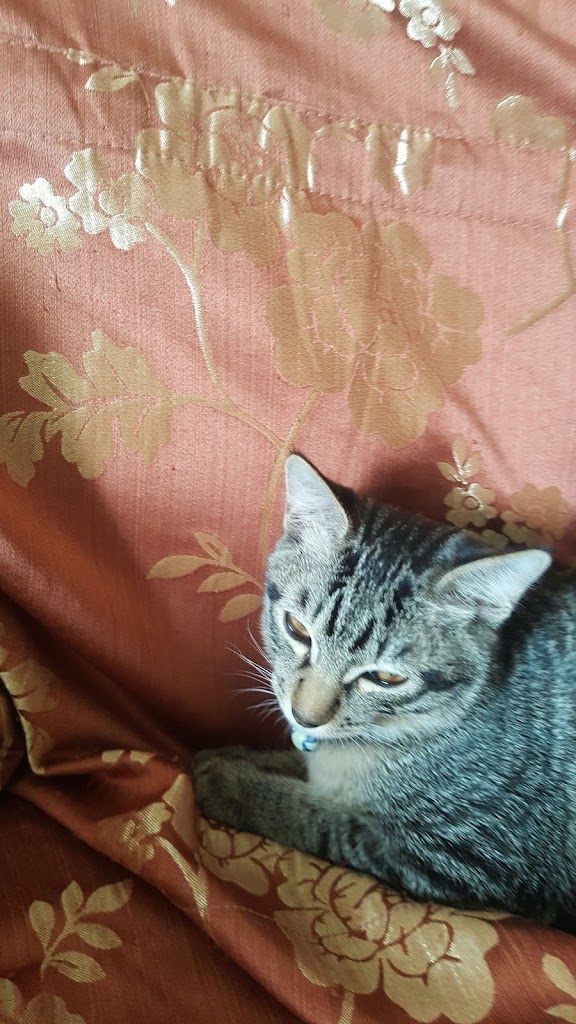 CoCo都可 大溪崎頂店 的照片