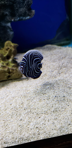 Aquarium «Aquarium World», reviews and photos, 13157 Northwest Fwy, Houston, TX 77040, USA