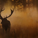 Photo n°1 de l'avis de Alfons.u fait le 16/12/2023 à 21:54 sur le  Restaurant HirschGarten à Bad Homburg