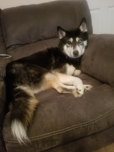 Pet Groomer «Precious Paws», reviews and photos, 221 N Marble St, Rockmart, GA 30153, USA