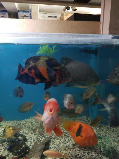 Pet Store «Aquarium City», reviews and photos, 21723 Sherman Way, Canoga Park, CA 91303, USA