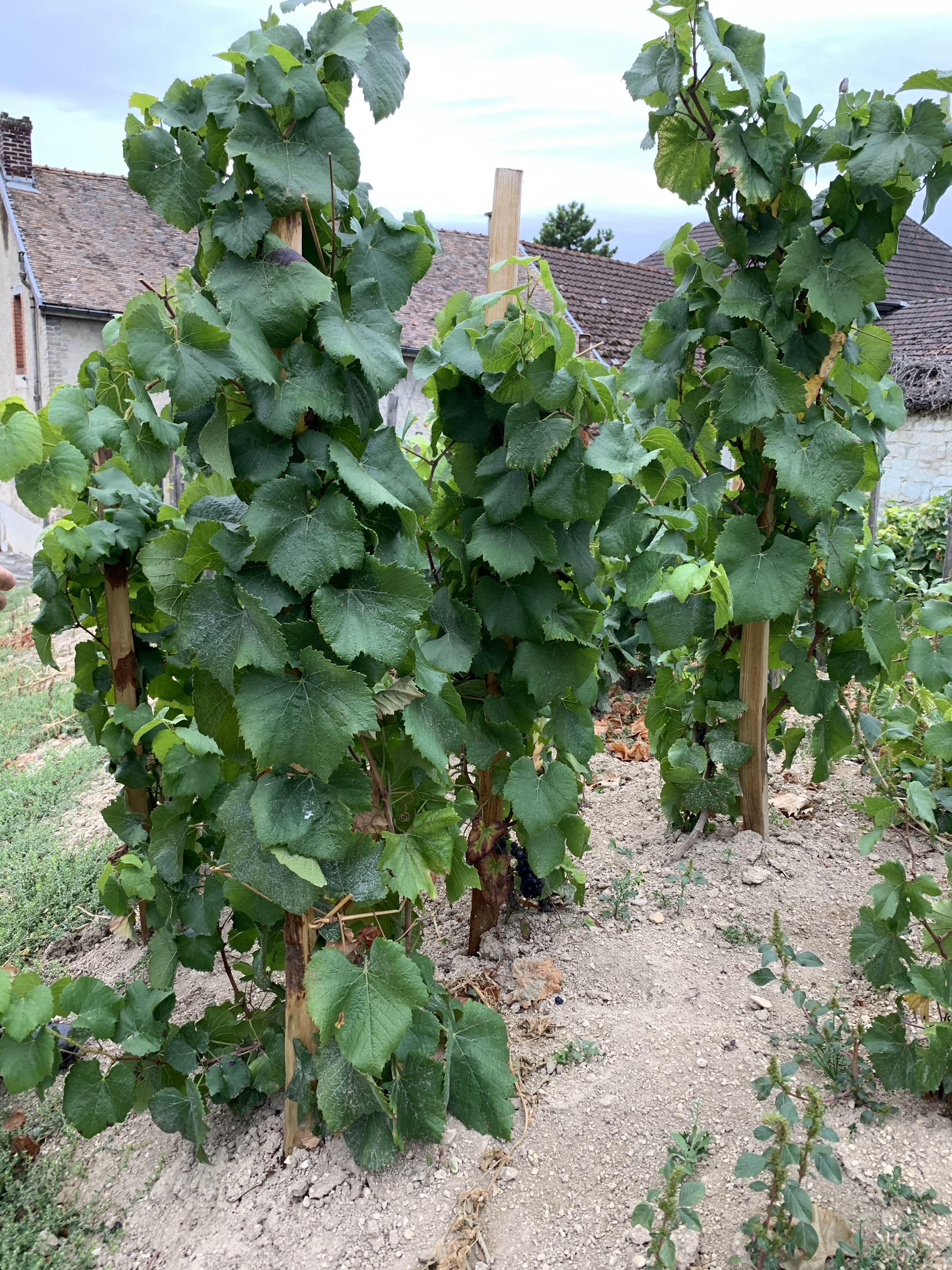 Photo n° 4 de l'avis de Laz.a fait le 07/10/2019 à 20:29
