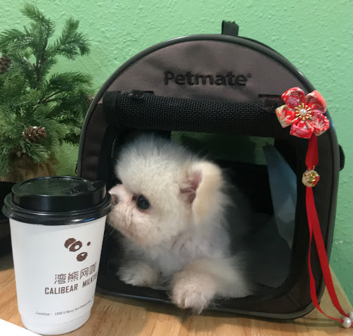 Calibear Cyber Cafe image