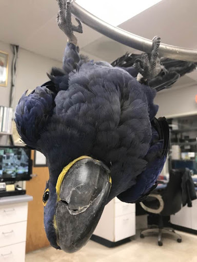 Bird Shop «Arizona Bird Store», reviews and photos, 565 S Dobson Rd, Mesa, AZ 85202, USA