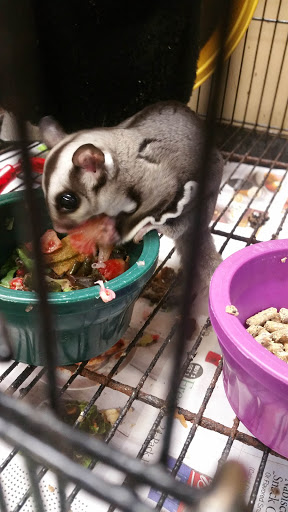 Pet Store «A Family Pet Center», reviews and photos, 6230 N Lockwood Ridge Rd, Sarasota, FL 34243, USA