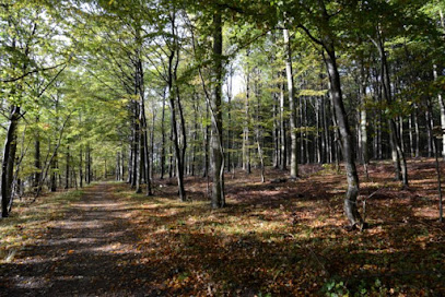 Elbaek Strandskov