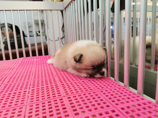 Sale puppies Bangkok