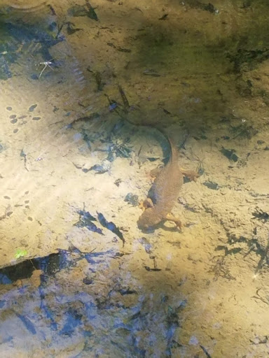 Non-Profit Organization «Audubon Society of Portland», reviews and photos, 5151 NW Cornell Rd, Portland, OR 97210, USA