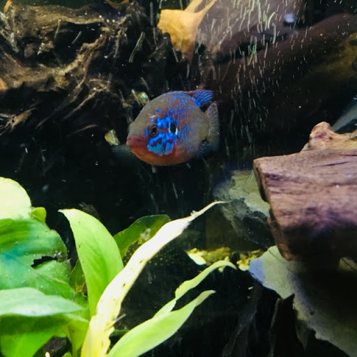 Pet Store «Pet Junction», reviews and photos, 146 NH-108, Dover, NH 03820, USA