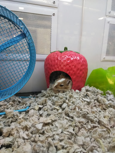 Pet Supply Store «Petco Animal Supplies», reviews and photos, 4491 Kirkwood Hwy, Wilmington, DE 19808, USA