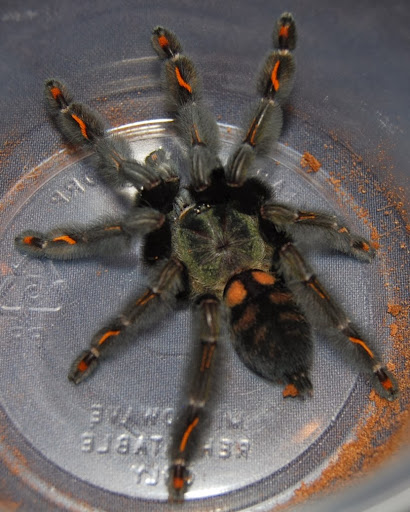 Pet Store «Jurassic Pets Lakewood», reviews and photos, 1695 Wadsworth Blvd, Lakewood, CO 80214, USA