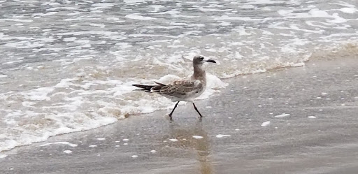 Tourist Attraction «Quintana Beach», reviews and photos, 898 2nd St, Quintana, TX 77541, USA