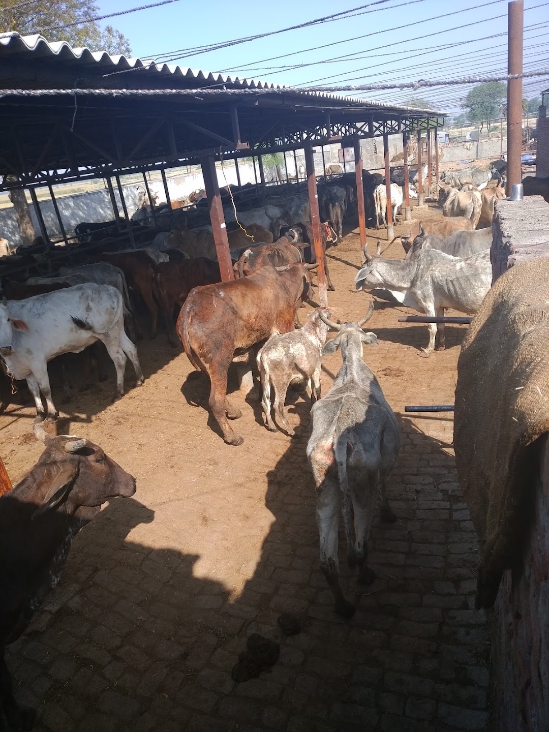 प्राचीन रासबिहारी गौशाला