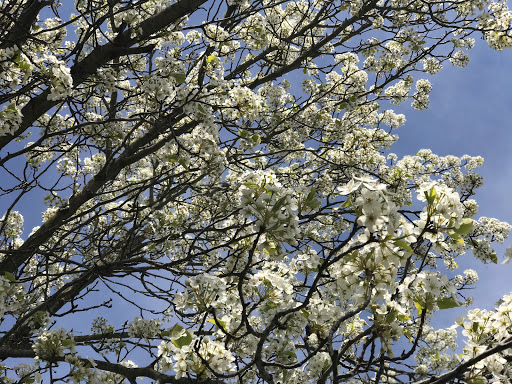 Golf Course «Maple Moor Golf Course», reviews and photos, 1128 North St, White Plains, NY 10605, USA