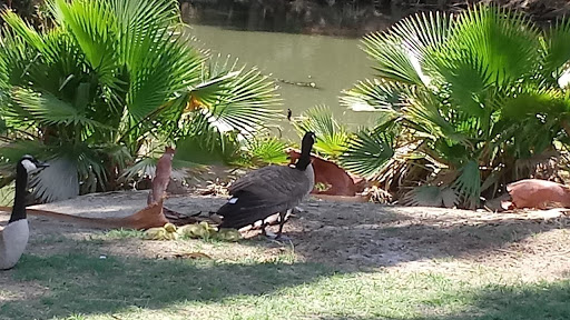 Golf Course «Fairmount Golf Course», reviews and photos, 2681 Dexter Dr, Riverside, CA 92501, USA