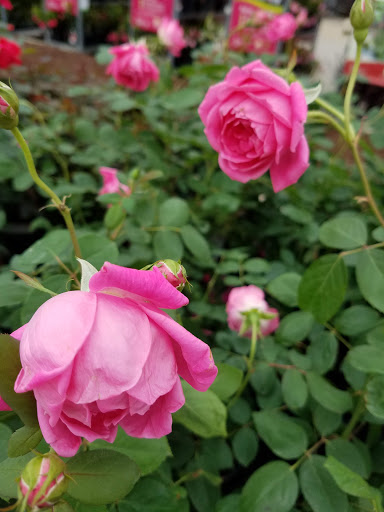 Home Improvement Store «The Home Depot», reviews and photos, 4501 1st Ave SE, Cedar Rapids, IA 52403, USA