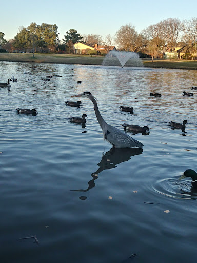 Park «Duck Pond Park», reviews and photos, 400 E Bethel School Rd, Coppell, TX 75019, USA