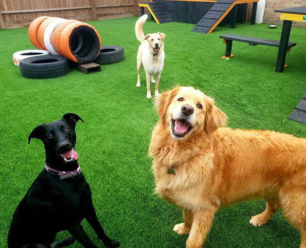 Rags & Bert's Doggy Daycare & Hotel - Dog trainer