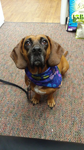 Pet Adoption Service «Pet Things», reviews and photos, 6880 Douglas Blvd E, Douglasville, GA 30135, USA