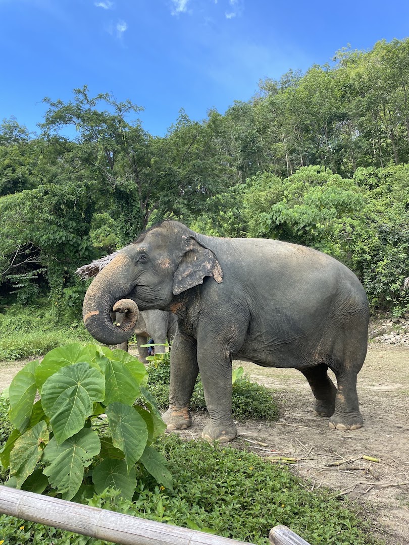 Hidden Forest Elephant Reserve - Sanctuary in Phuket, Phuket