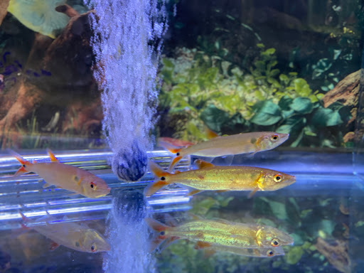 Pet Supply Store «Pet Zone Tropical Fish», reviews and photos, 4266 University Ave, San Diego, CA 92105, USA