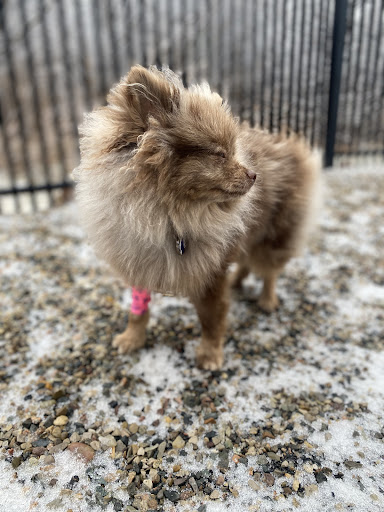 Lisner Animal Hospital image