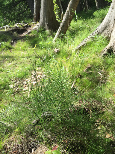 Nature Preserve «Teichner Preserve: The Leelanau Conservancy», reviews and photos, 5234 S Lime Lake Rd, Cedar, MI 49621, USA