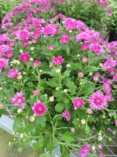 Home Improvement Store «The Home Depot», reviews and photos, 10233 Lakeridge Pkwy, Ashland, VA 23005, USA