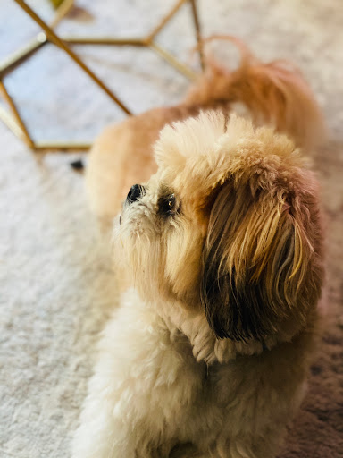 Weymouth Dog Shop, 1192 Washington St, East Weymouth, MA 02189, USA, 