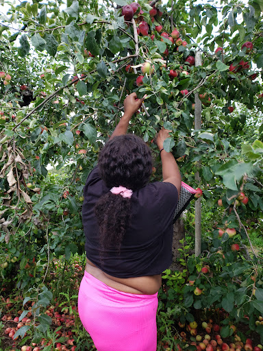 Tourist Attraction «Sunflower Maze», reviews and photos, South St, Middlefield, CT 06455, USA