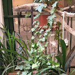 Photo n°20 de l'avis de Stefano.r fait le 27/10/2023 à 14:21 sur le  Trattoria Dei Caruggi à Pietra Ligure