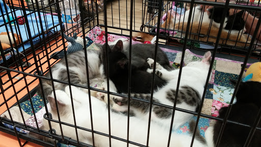 Pet Supply Store «Pet Food Express», reviews and photos, 3385 Castro Valley Blvd, Castro Valley, CA 94546, USA