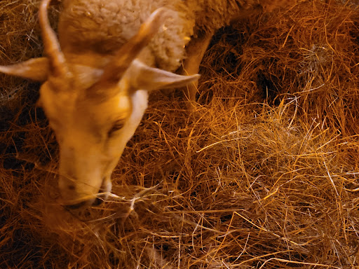 Museum «Coggeshall Farm Museum», reviews and photos, 1 Colt Dr, Bristol, RI 02809, USA