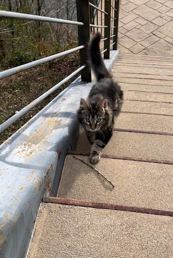 Massey Animal Clinic image