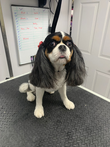 Pet Store «DipidyDawg Gourmet Dog Bakery & Boutique», reviews and photos, 21301 S Tamiami Trail Suite 430, Estero, FL 33928, USA