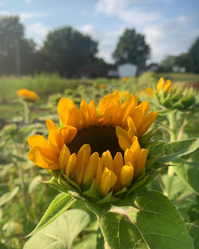 Fruit and Vegetable Store «Henley Farm», reviews and photos, 3513 Charity Neck Rd, Virginia Beach, VA 23456, USA