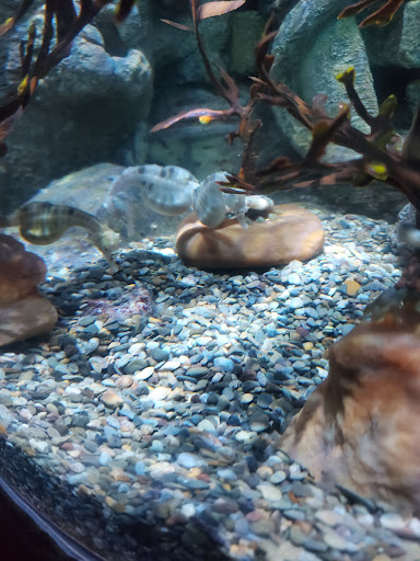 Amusement Center «LEGOLAND at Discovery Center Kansas City», reviews and photos, 2475 Grand Blvd, Kansas City, MO 64108, USA