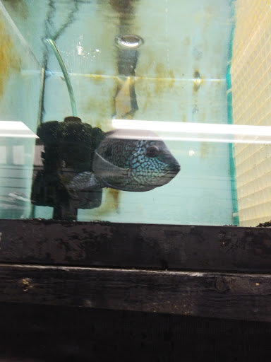 Pet Store «Animal Instincts Aquarium and Pet Center», reviews and photos, 811 Plymouth Ave, Fall River, MA 02721, USA